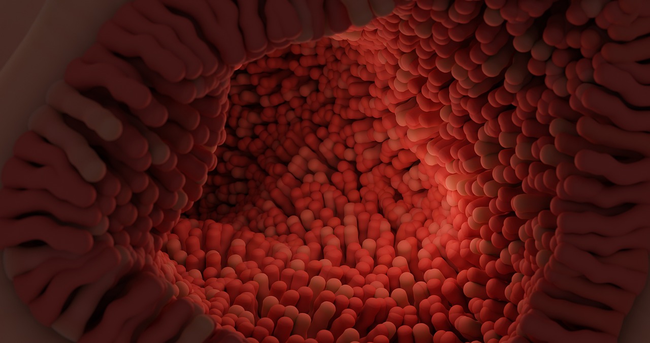 intestinal villi, villi, digestive system-7181117.jpg